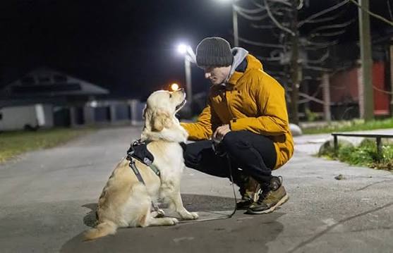 Winter Dog Walking Kit: What You Actually Need in the UK