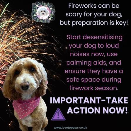 How to Help Your Dog Through Fireworks Season