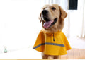 Golden retriever in a yellow reflective dog raincoat
