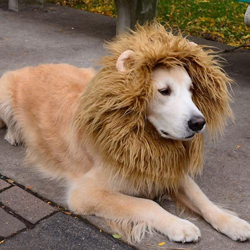 Lion Mane