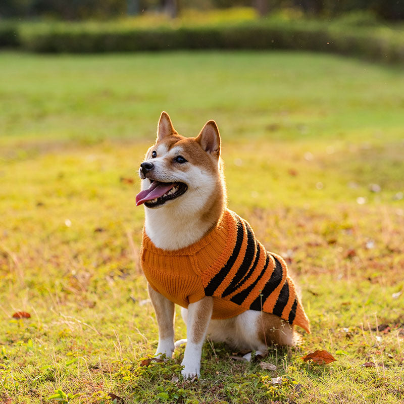 Halloween Dog Jumper