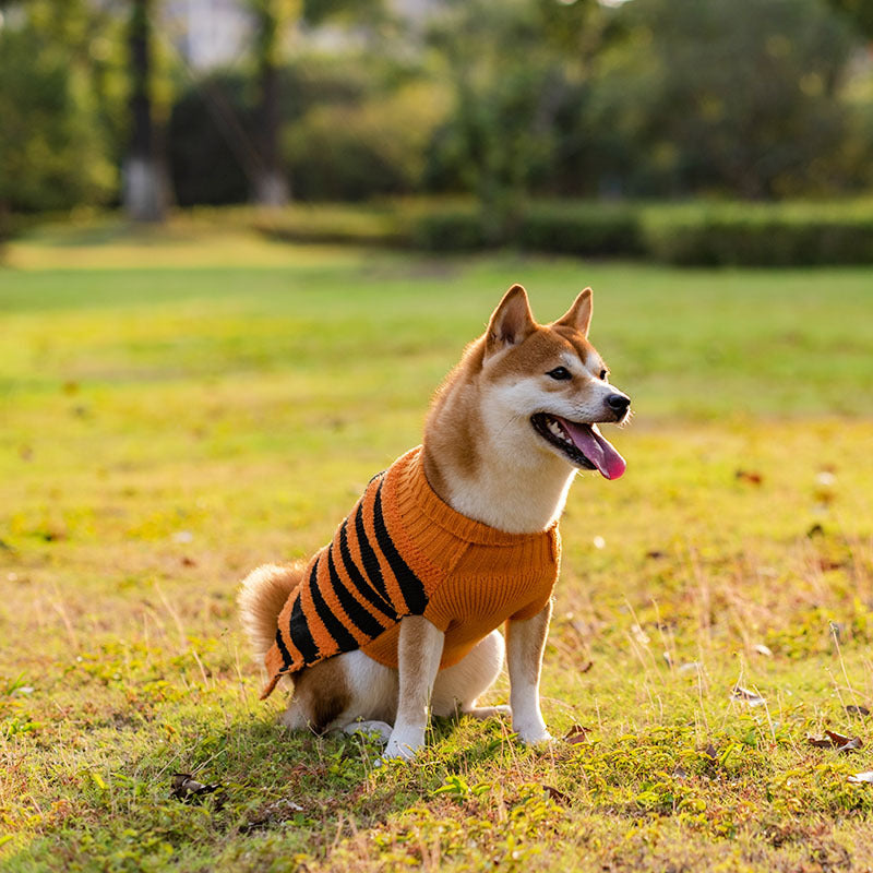 Halloween Dog Jumper