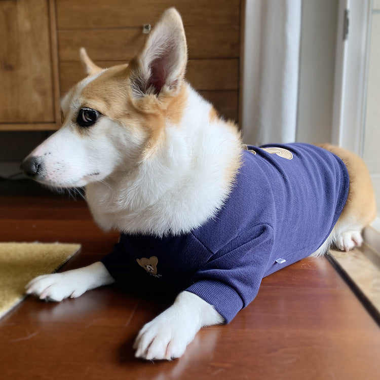 Corgi wearing a navy dog jumper