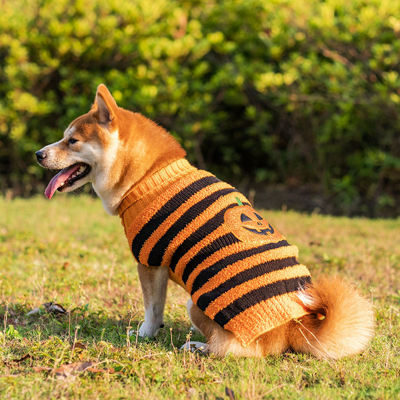 Halloween Dog Jumper