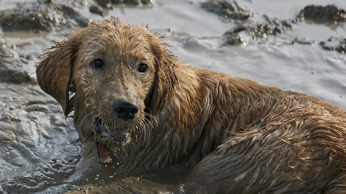 Muddy golden retriever puppy grinning in a puddle
